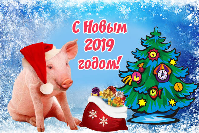 Лучшие Прикольные картинки свиньи к Новому 2019 году