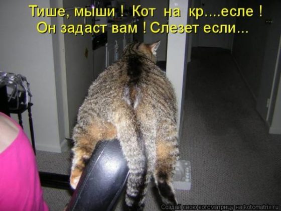 Самые смешные картинки про кошек до слез
