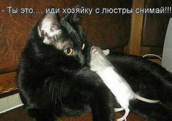 Кошки приколы фото мокрой