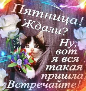 С пятницей котики картинки