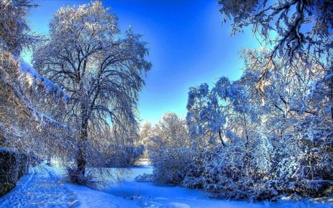 Зимний лес картинки