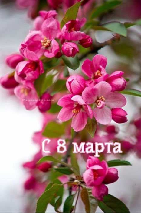 8 марта цветы